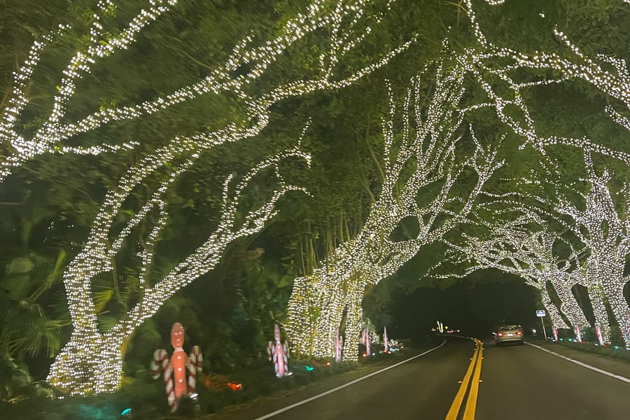 Lit tree canopy over the road through Hillsboro Beach
