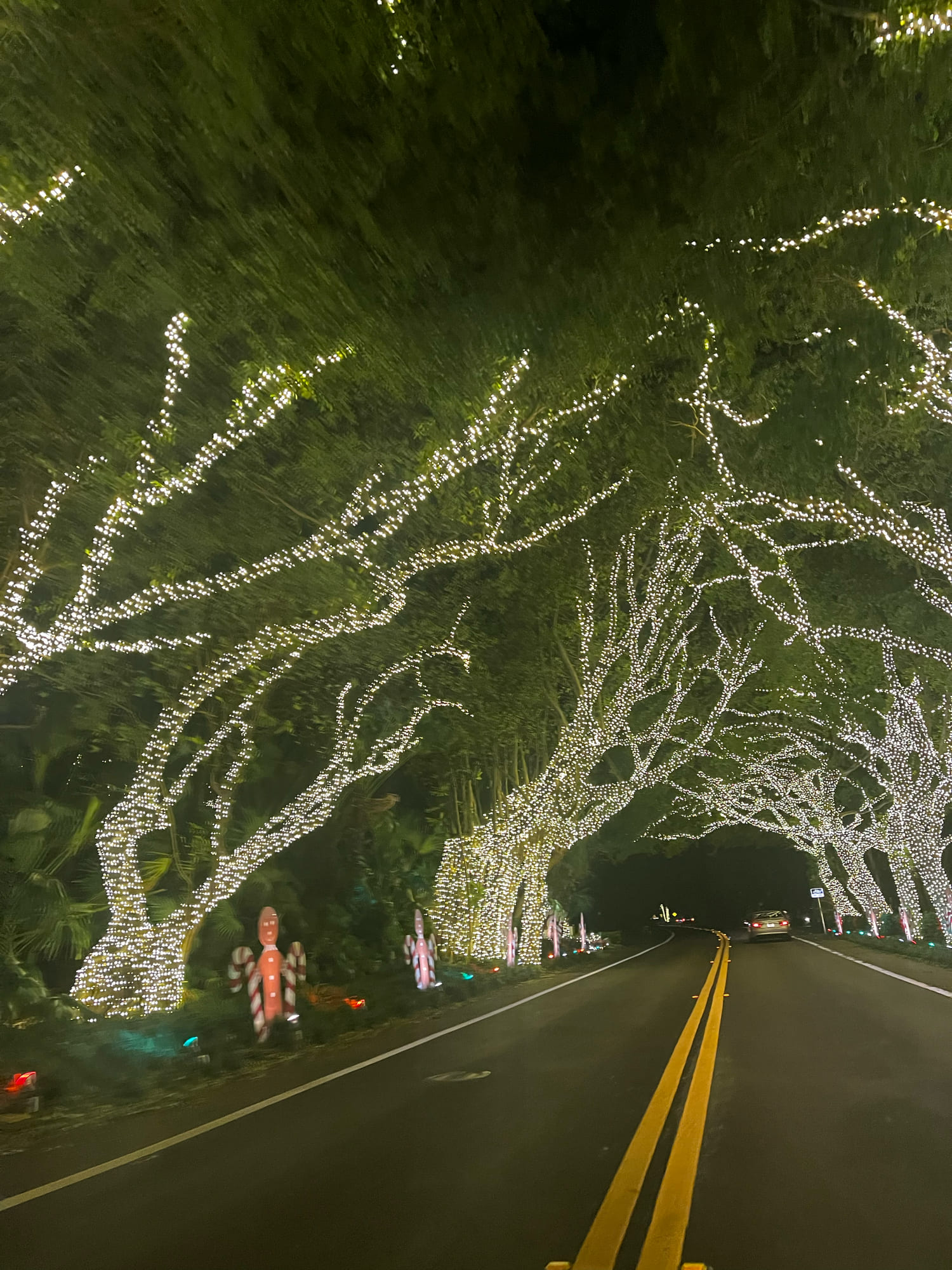 Lit tree canopy over the road through Hillsboro Beach